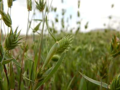 Eremopyrum triticeum, photographed by Matt Lavin