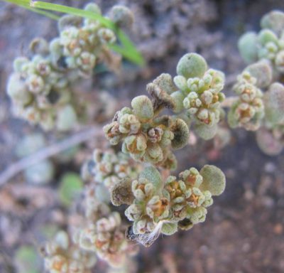 Crassula umbellata, photographed by douglaseustonbrown