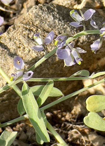 Polygala magdalenae, photographed by Bill Levine