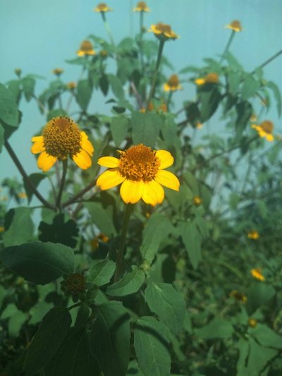 Heliopsis annua, photographed by Adriel Cholico