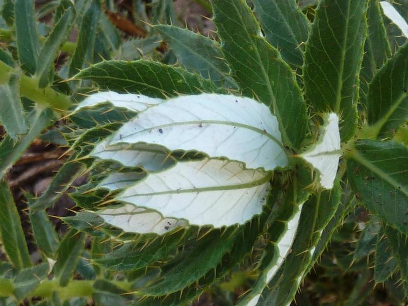 Berkheya seminivea, photographed by Andrew Hankey