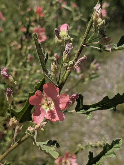 Sphaeralcea polychroma, photographed by Dominic Gentilcore