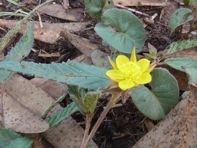 Corchorus confusus, photographed by Andrew Hankey