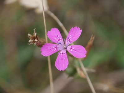 Dianthus deltoides, photographed by Johan Kjær Prehn