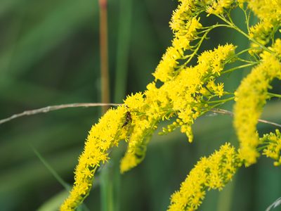 Solidago juncea, photographed by mefisher