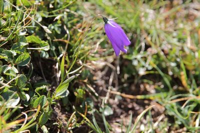 Campanula scheuchzeri, photographed by Olivier Argagnon