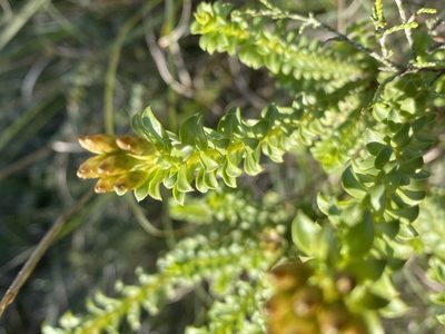 Oedera squarrosa, photographed by Christina