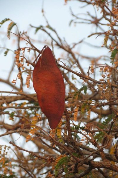 Albizia forbesii, photographed by Brian du Preez