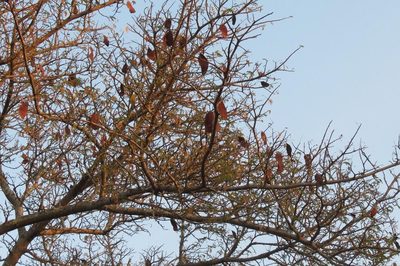 Albizia forbesii, photographed by Brian du Preez