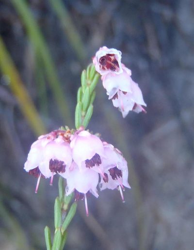 Erica umbelliflora, photographed by Nicola van Berkel