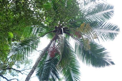 Ravenea madagascariensis, photographed by Romer N. Rabarijaona