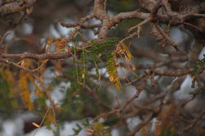 Albizia forbesii, photographed by Brian du Preez
