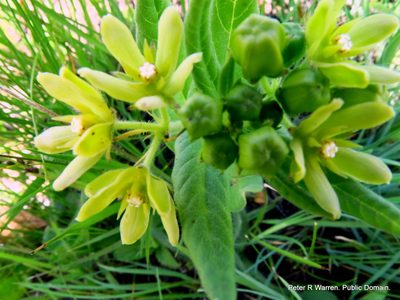 Schizoglossum flavum, photographed by Peter Warren