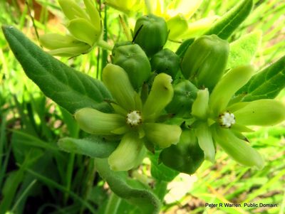 Schizoglossum flavum, photographed by Peter Warren