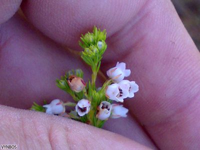 Erica margaritacea, photographed by Chris Vynbos