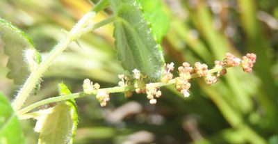 Acalypha capensis, photographed by Nicola van Berkel