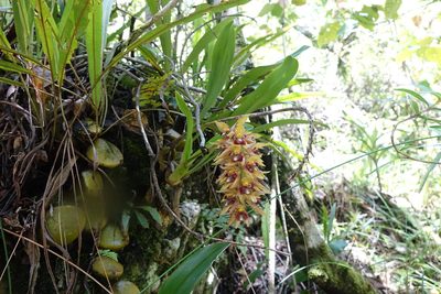 Bulbophyllum occlusum, photographed by Romer N. Rabarijaona