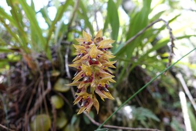 Bulbophyllum occlusum, photographed by Romer N. Rabarijaona