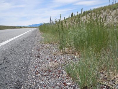 Elymus lanceolatus, photographed by Matt Lavin