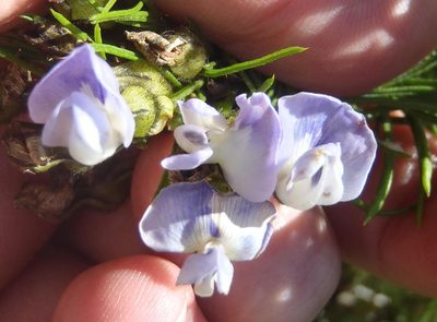 Psoralea affinis, photographed by Nicola van Berkel