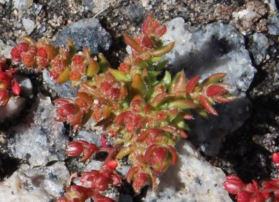 Crassula hirsuta, photographed by Tony Rebelo
