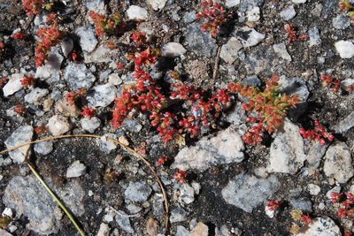 Crassula hirsuta, photographed by Tony Rebelo