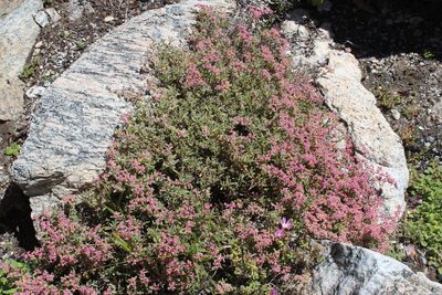 Aizoon sarcophyllum, photographed by Tony Rebelo