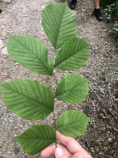 Cladrastis kentukea, photographed by Emily Franzen