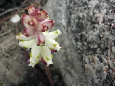 Lachenalia peersii, photographed by Di Turner