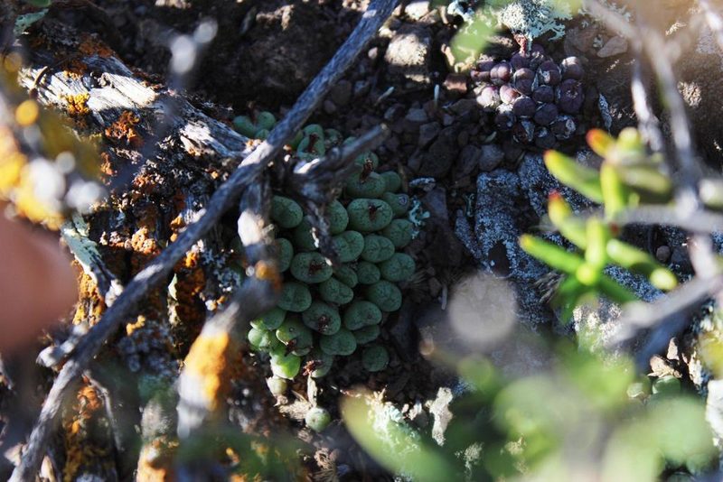 Conophytum ficiforme, photographed by Tony Rebelo