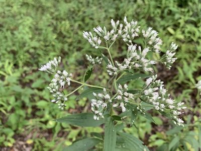 Eupatorium altissimum, photographed by Cazody