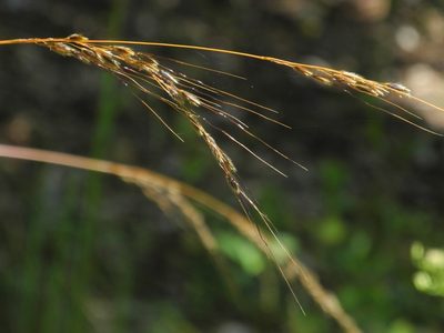 Sorghastrum elliottii, photographed by Michael J. Papay