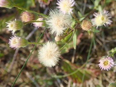 Erigeron acris, photographed by agujaceratops