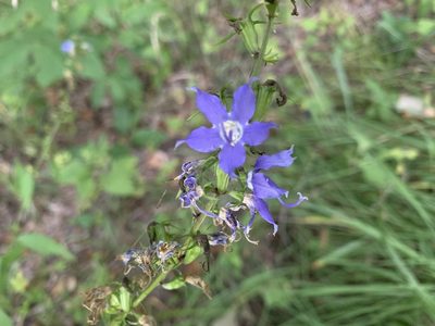 Campanula americana, photographed by Cazody