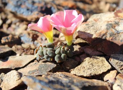 Oxalis convexula, photographed by Tony Rebelo
