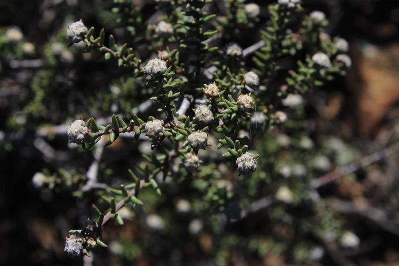 Phylica rogersii, photographed by Tony Rebelo