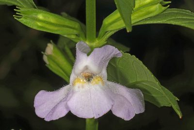 Mimulus alatus, photographed by Judy Gallagher