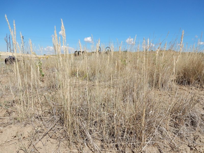 Elymus albicans, photographed by Matt Lavin