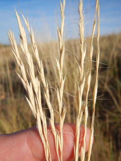 Elymus albicans, photographed by Matt Lavin