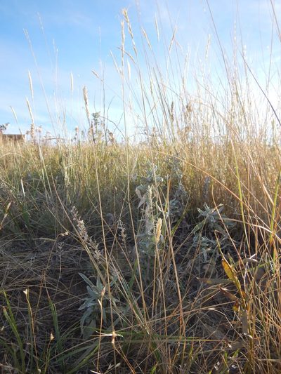 Elymus albicans, photographed by Matt Lavin