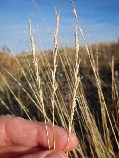 Elymus albicans, photographed by Matt Lavin