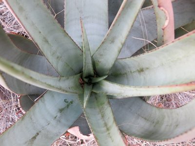 Aloe pienaarii, photographed by Ryan van Huyssteen
