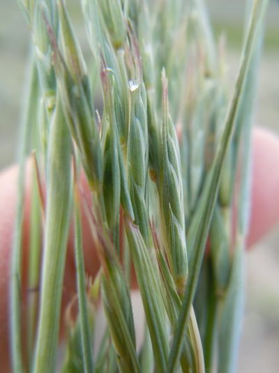 Elymus albicans, photographed by Matt Lavin