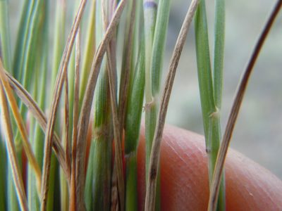 Elymus albicans, photographed by Matt Lavin