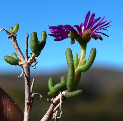 Delosperma pageanum, photographed by Tony Rebelo