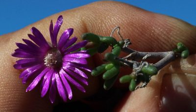 Delosperma pageanum, photographed by Tony Rebelo