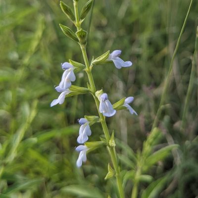 Salvia reflexa, photographed by Dominic Gentilcore