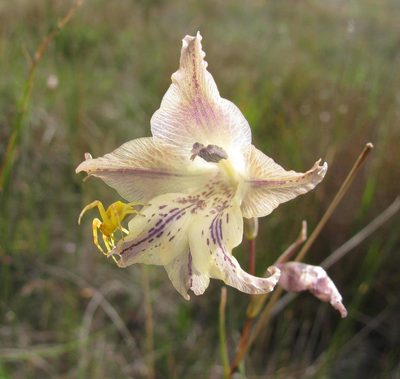 Gladiolus recurvus, photographed by douglaseustonbrown