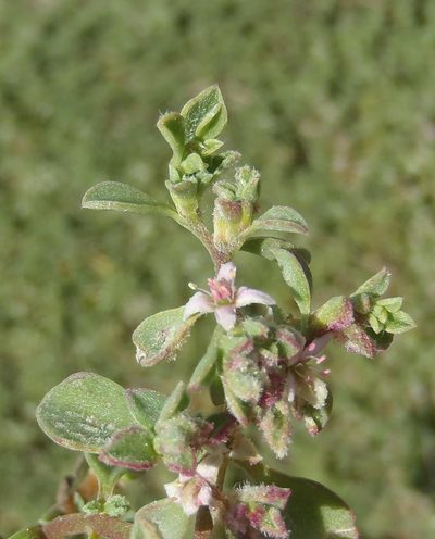 Aizoon herniariifolium, photographed by Nicola van Berkel