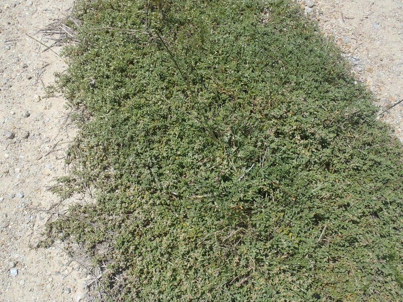 Aizoon herniariifolium, photographed by Nicola van Berkel